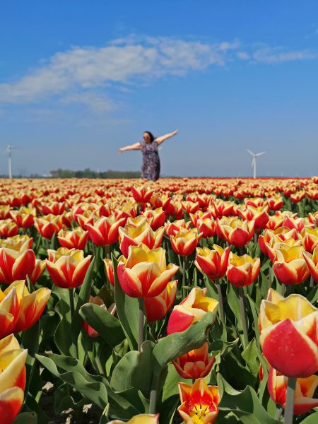 How to see tulips in the Netherlands away from all the tourist crowds!