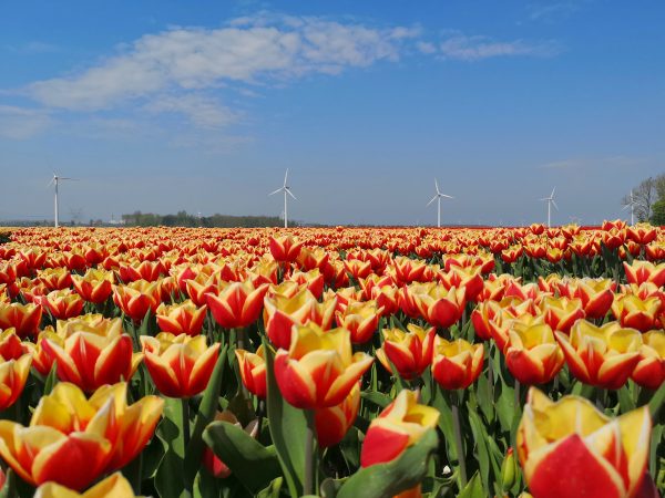 How to see tulips in the Netherlands away from all the tourist crowds!