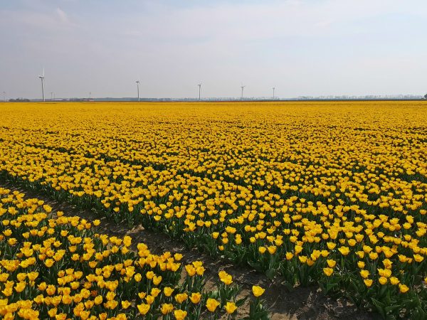 How to see tulips in the Netherlands away from all the tourist crowds!