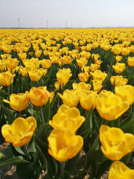 How to see tulips in the Netherlands away from all the tourist crowds!