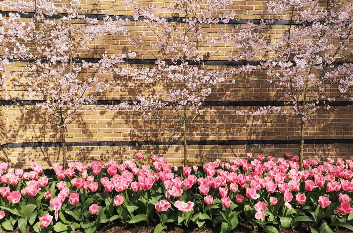 Everything you need to know to explore Europe's most amazing garden in the Netherlands: Keukenhof!