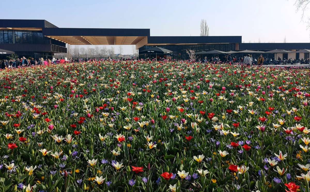 Everything you need to know to explore Europe's most amazing garden in the Netherlands: Keukenhof!