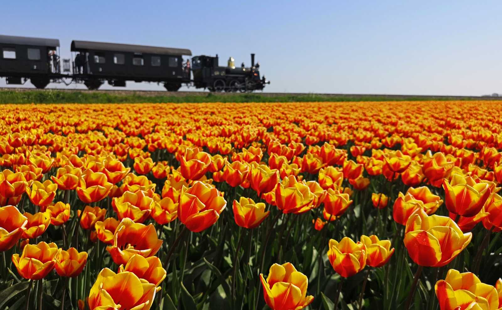 What it's like to ride the Dutch museum steam train and where to get photos of it with tulip fields