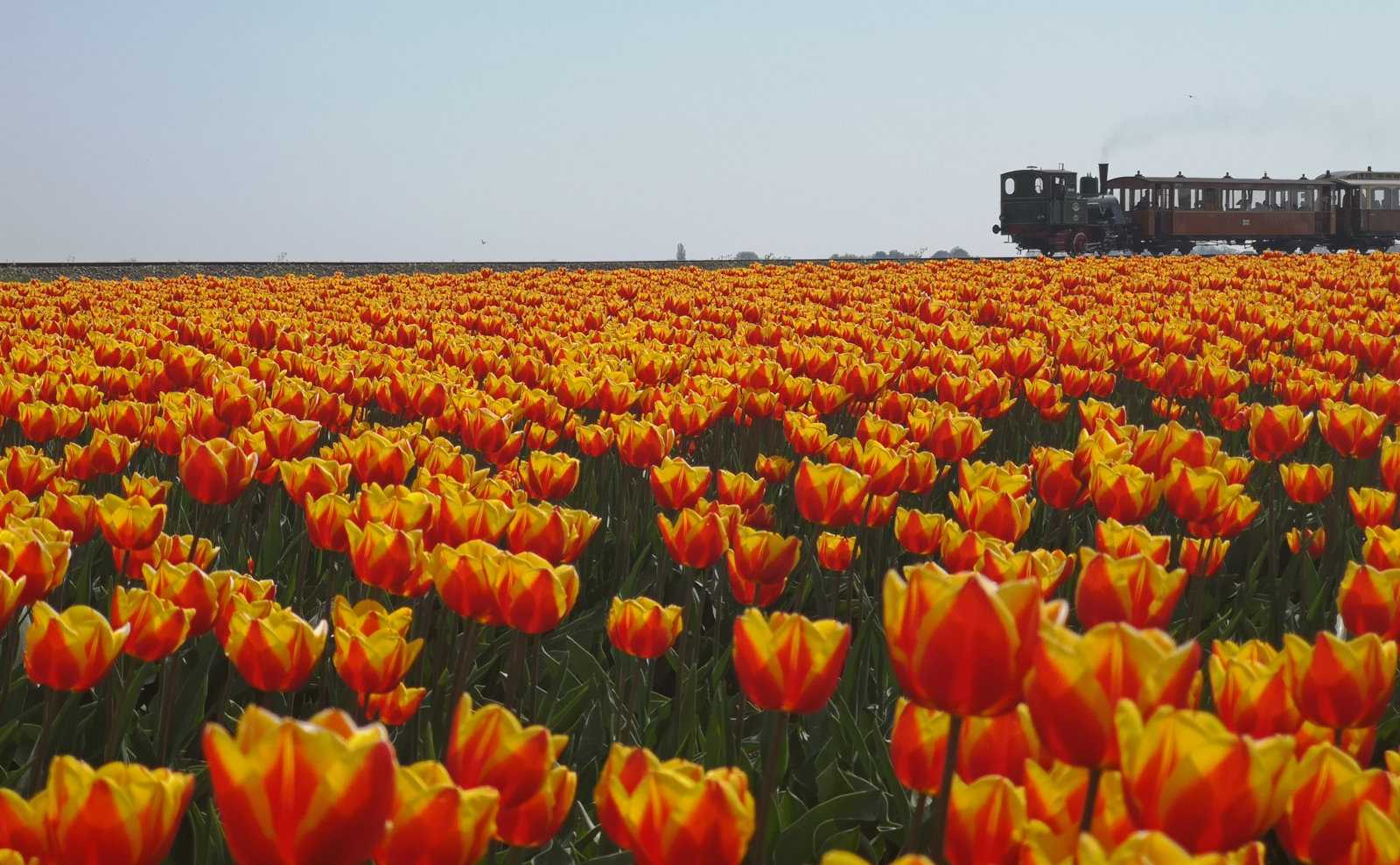 What it's like to ride the Dutch museum steam train and where to get photos of it with tulip fields