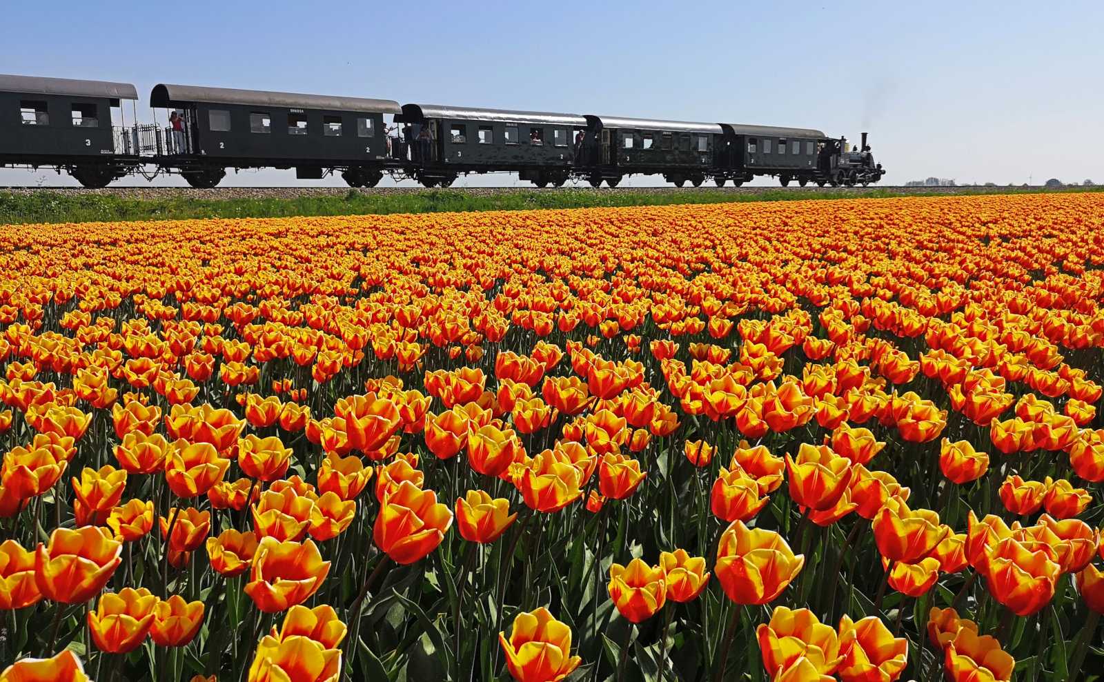 What it's like to ride the Dutch museum steam train and where to get photos of it with tulip fields