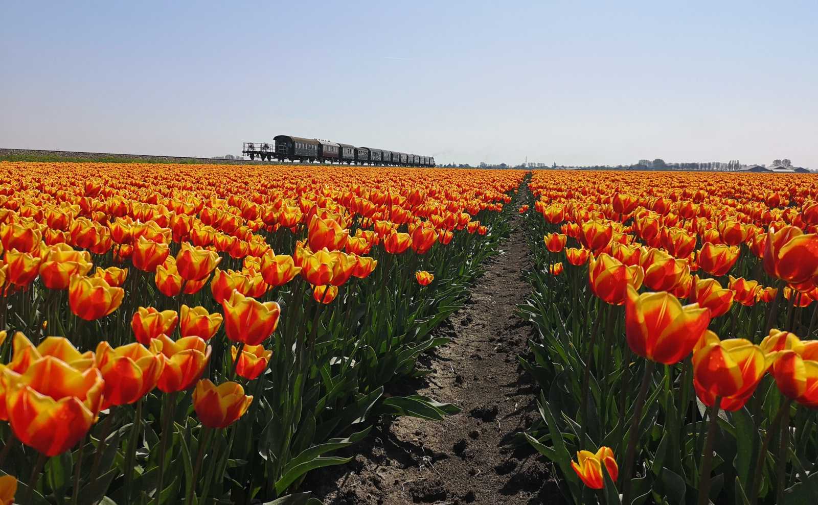 What it's like to ride the Dutch museum steam train and where to get photos of it with tulip fields