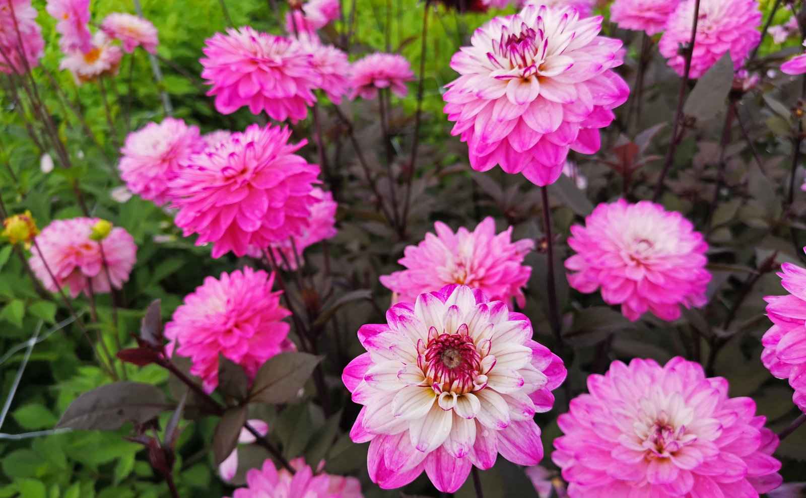 Experiencing Dahlia Fields in the Netherlands – a Summer Alternative to the Tulip Craze