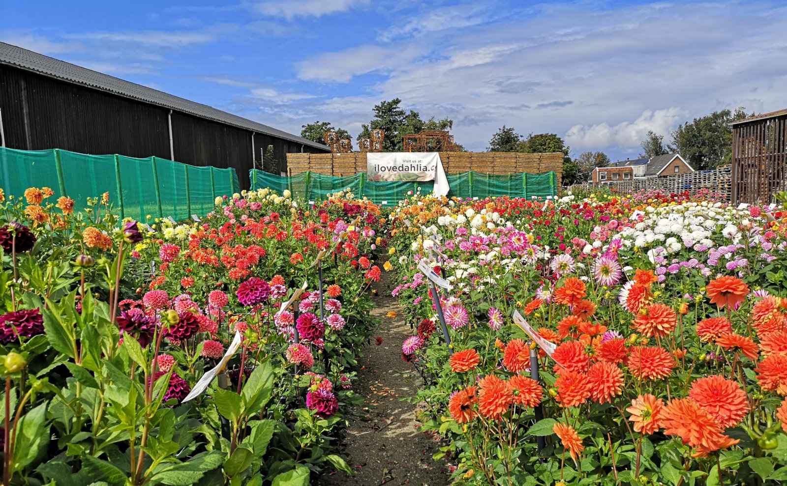 Experiencing Dahlia Fields in the Netherlands - a Summer Alternative to ...