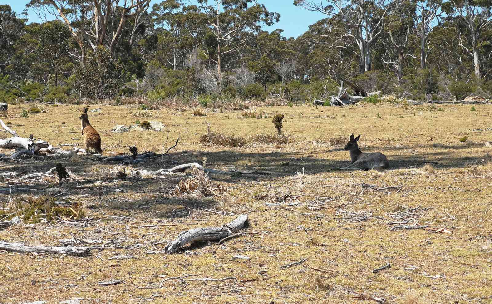 Visiting Maria Island National Park in Tasmania