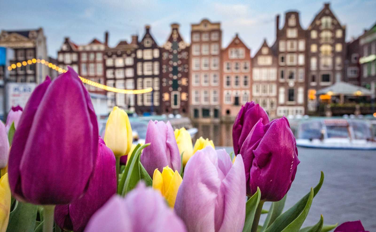 How to Have the Perfect Flower-Themed Weekend in (and Around) Amsterdam