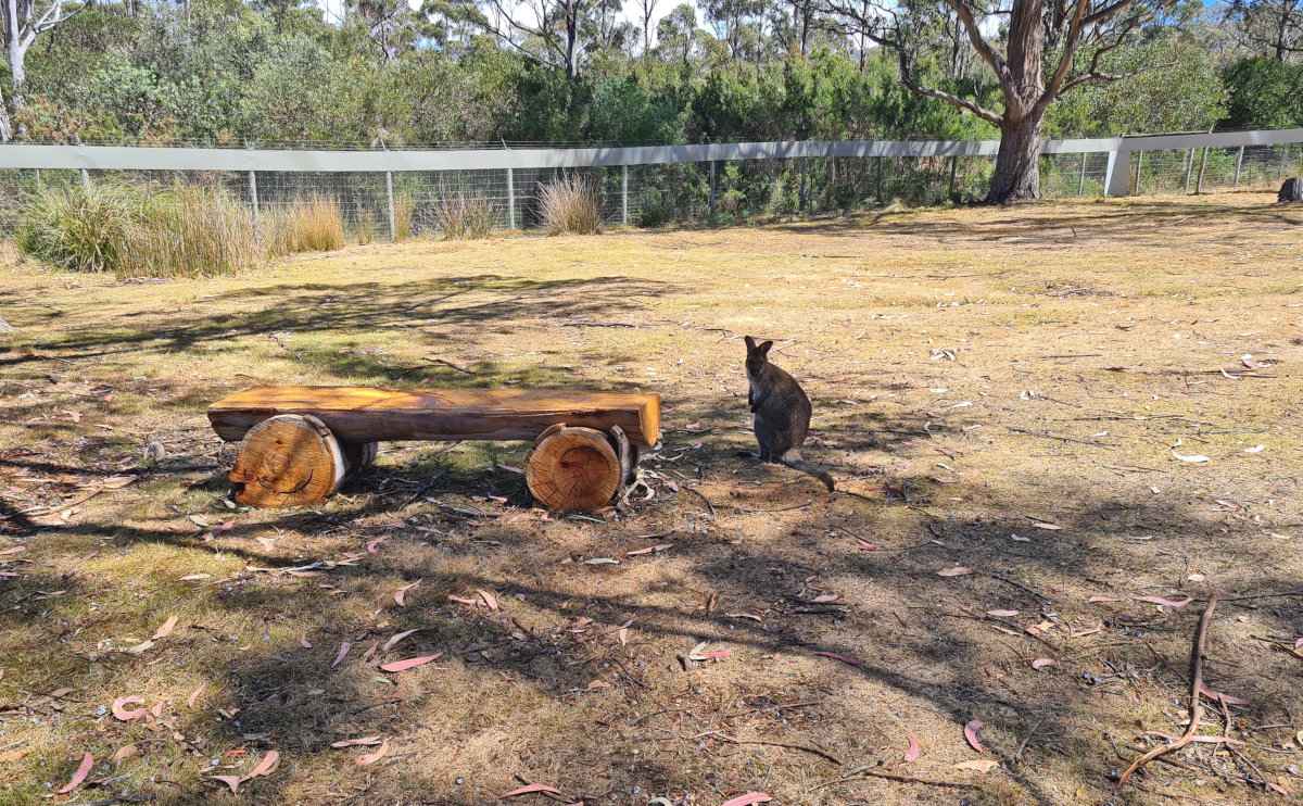 Getting Up Close and Personal with Iconic Australian Wildlife at East Coast Natureworld in Tasmania