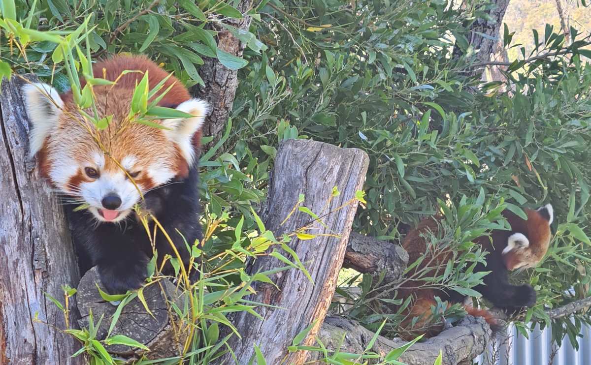 Visiting Tasmania Zoo: An Unforgettable Animal Experience near Launceston