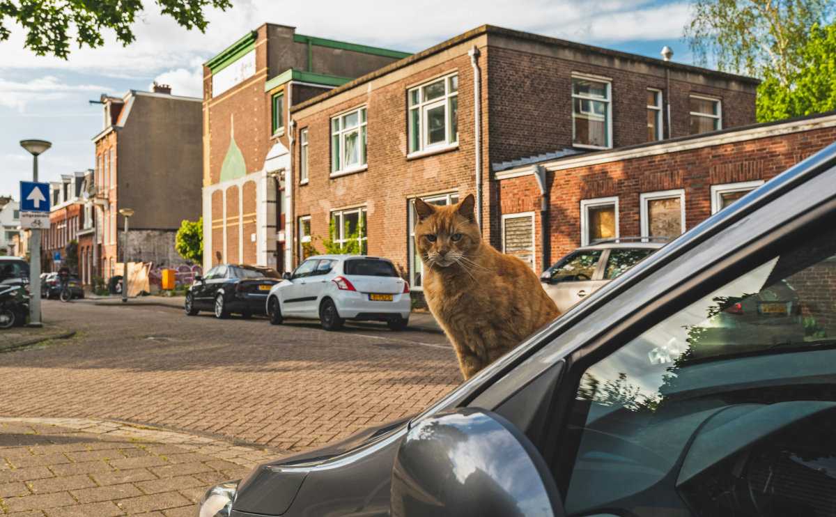 The Cat Lover’s Guide to Amsterdam